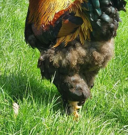 In Paradise Garden Appartement Velden